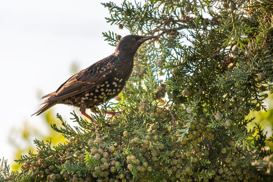 Eurasian Blackbird Perched on a Thuja Branch in Morning Light