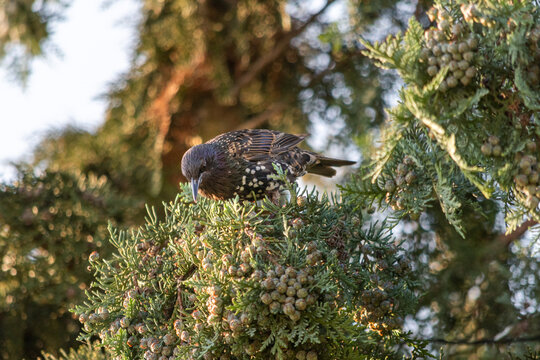 Detailed Portrait of a Eurasian Blackbird on a Thuja Branch