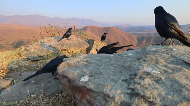 A group of red-winged starlings (Onychognathus morio) feeding in mountain habitat, South Africa