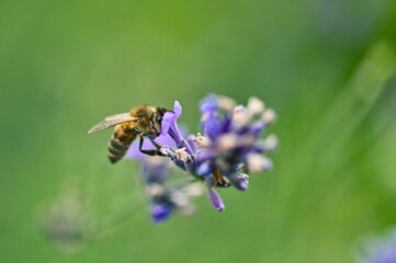 Macro close-up of a honeybee (Apis mellifera) collecting nectar from purple lavender flowers against a soft blurred green background in a summer garden. © Igor