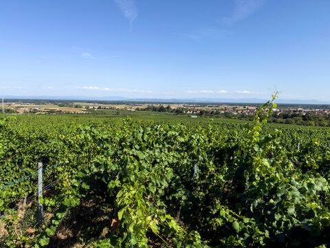 Vignes et village de Bergheim en Alsace