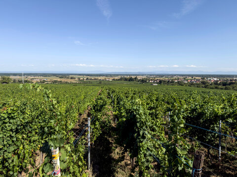 Vignes et village de Bergheim en Alsace