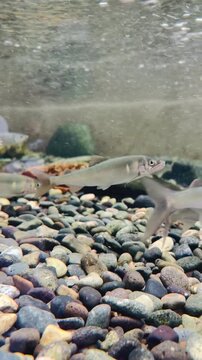 A crystal-clear underwater view of sweetfish (ayu) swimming gracefully over smooth river pebbles in a pristine Japanese stream, capturing the tranquil and refreshing essence of summer nature.