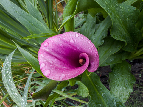 Magenta Calla Lily with Dewdrops and Zantedeschia Blooms in Rainy Garden