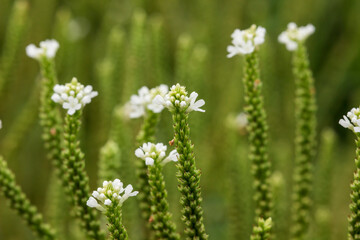 Fototapeta premium Delicate White Verbena Officinalis with Spiked Inflorescences and Medicinal Herb Appeal