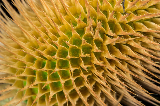 Spiky Dipsacus Fullonum with Honeycomb Pattern and Prickly Teasel Bracts
