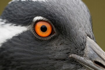 Fototapeta premium Close up macro eye of Demoiselle Crane bird. Gray black feathers detail head profile with orange iris. Wild avian wildlife portrait focused on face.