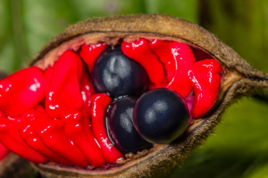 Striking Contrast of Glossy Black Seeds and Vivid Red Arils in Abrus Precatorius Pod