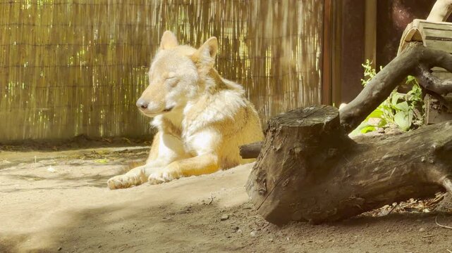 A gray wolf rests peacefully on the ground in its enclosure at the Saint Petersburg zoo. This majestic animal evokes a deep sense of calm wonder and quiet joy.