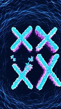 Condensed Chromosomes in Cell Division - Four condensed chromosomes, appearing as X-shapes, are depicted in blue and pink hues within a dark, fibrous cellular environment.