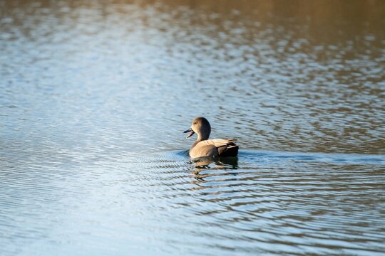 Single gadwall duck swims on blue lake water. Wild bird opens beak floating in calm pond. Male Mareca strepera moves through ripples in natural wetland habitat. Peaceful nature scene with waterfowl