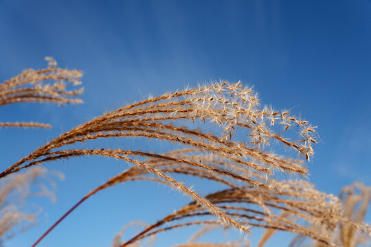 Dry Miscanthus Silver Grass Under Clear Blue Sky with Copy Space