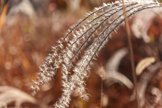 Close Up of Fluffy Silver Grass with Soft Bokeh Background