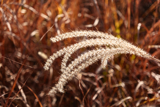 Autumn Dry Silver Grass Flower Head on Brown Blurred Background