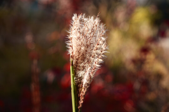 Soft Reed Plume with Colorful Autumn Bokeh Background