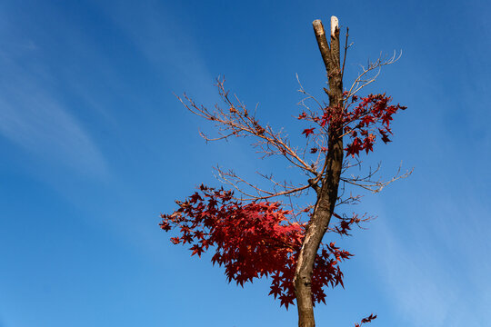 Red Maple Tree Branch Against Clear Blue Sky with Copy Space