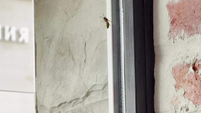 A wasp crawls on a glass window near a brick wall. This tiny insect creates a feeling of tense caution and nervous curiosity.