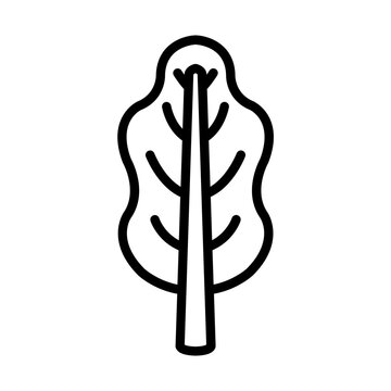Arugula