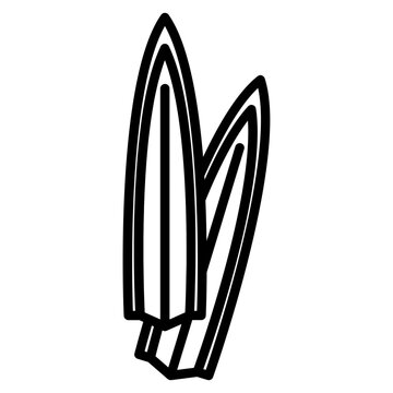 Fragnant pandan leaf
