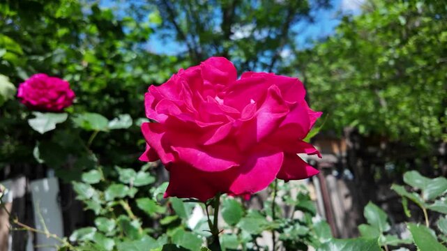 Bright pink rose blooming in a garden on a sunny day