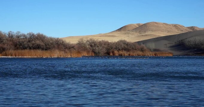 Geese swimming on lake at Bruneau Dunes State Park, Idaho