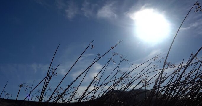 Silhouette of sand dunes through desert plants in Bruneau Dunes, Idaho