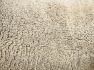 Japan - August 17, 2026: Closeup of wool or fleece of a live sheep  © Khun Ta