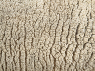 Japan - August 17, 2026: Closeup of wool or fleece of a live sheep  © Khun Ta