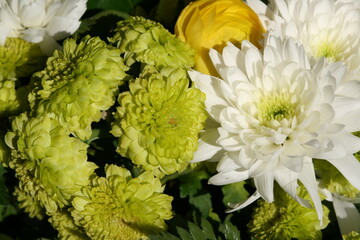 bouquet of flowers for valentine's day in france  © frdric