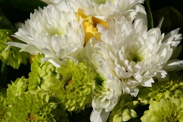 bouquet of flowers for valentine's day in france  © frdric