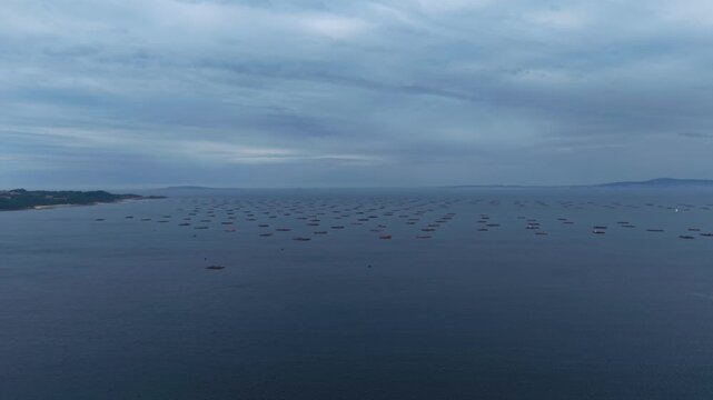 Aerial - Mussel farming rafts spread across open sea beside a wooded headland in Galicia Spain