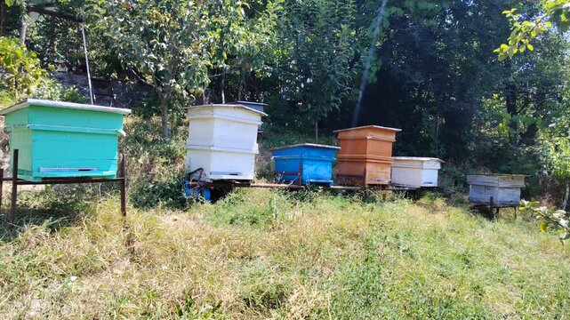 Colorful beehives in an apiary surrounded by green nature. Bees flying in and out of the beehive