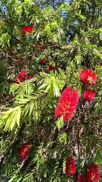 Vibrant red callistemon bottlebrush flowers blooming on green tree branches - for botanical, nature and eco-friendly brand videos.
