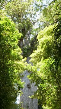 Sacred Tāne Mahuta surrounded by native woodland