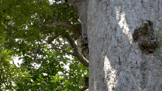 Ancient Tāne Mahuta Kauri Tree in Waipoua Forest