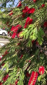 Vibrant red callistemon bottlebrush flowers blooming on green tree branches - for botanical, nature and eco-friendly brand videos.