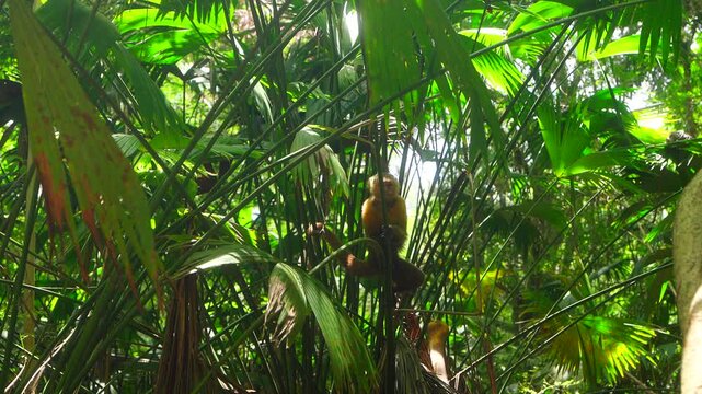 Capuchin monkey in Tayrona National Park, Magdalena, Colombia, showing a wild primate in the tropical forest habitat of South America