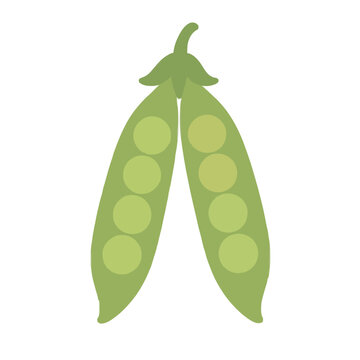 Hand-traced green pea pod split open vector icon illustration, flat stylized design with round peas visible inside, organic produce graphic for healthy food branding and packaging