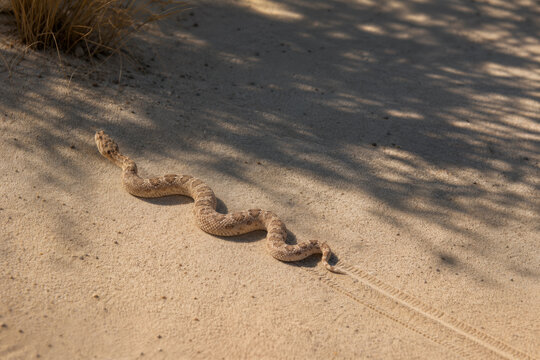 Crotale sidewinder tra&ccedil;ant des pistes parall&egrave;les dans le sable