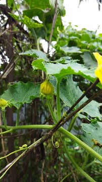 Close-up vertical shot of a bright yellow Wax Gourd (Benincasa hispida) flower blooming amongst fresh green leaves.