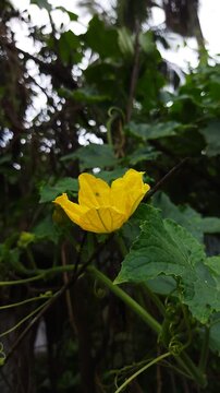 Close-up vertical shot of a bright yellow Wax Gourd (Benincasa hispida) flower blooming amongst fresh green leaves.