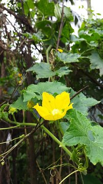 Close-up vertical shot of a bright yellow Wax Gourd (Benincasa hispida) flower blooming amongst fresh green leaves.