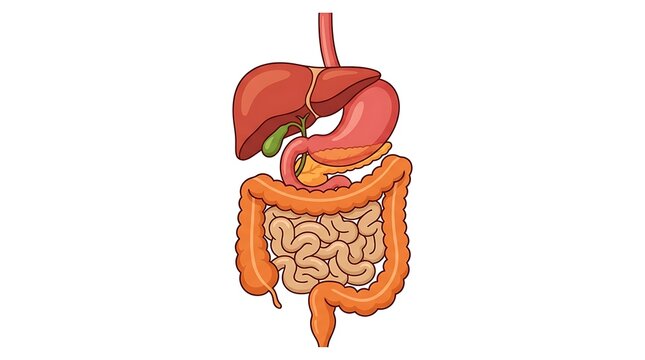 Human digestive system illustration, medical anatomy of stomach and intestines, internal organ diagram for healthcare education