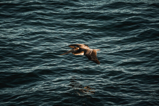 Seabird gliding low over dark rippled ocean water with reflection and dramatic moody lighting