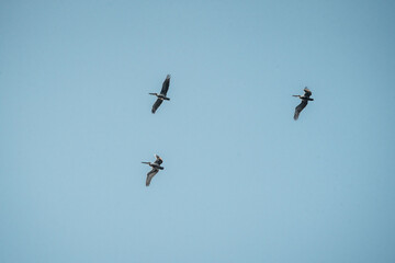 Obraz premium Three small birds flying in loose formation against a clear pale blue sky, minimal negative space composition