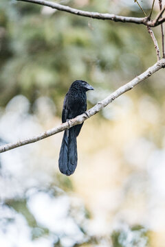 Black drongo perched on a bare tree branch with soft blurred green background wildlife portrait in natural light
