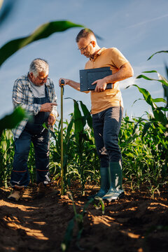 Agronomist and farmer measuring corn plant growth