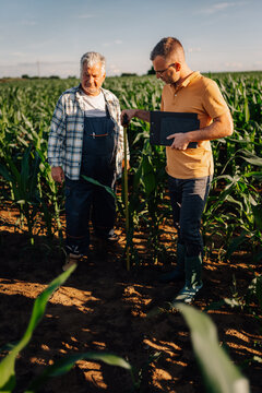 Farmers measuring corn field growth collaborating on agriculture