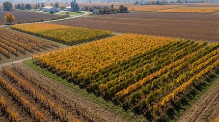 Naklejka premium Vineyard rows show autumn colors from above. Golden yellow and green leaves cover grape vines in cultivated fields. Farm buildings and silos are visible in background.