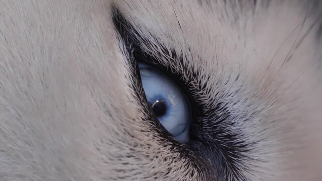 Husky dog ​​eye close up